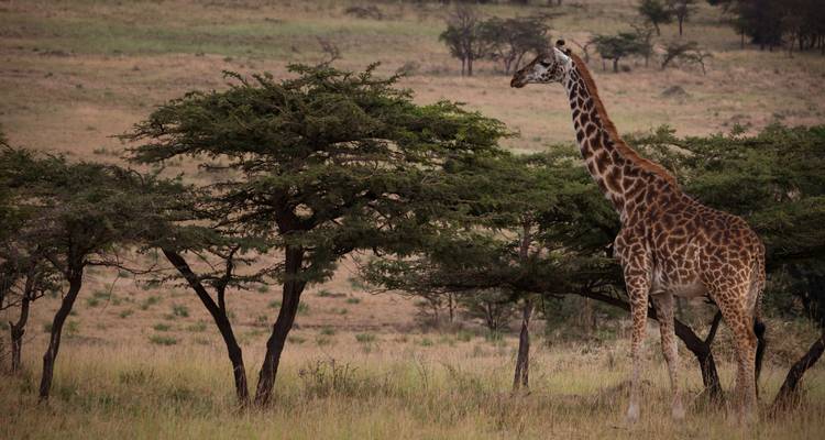 Giraffe standing near acacia trees in a savanna.
