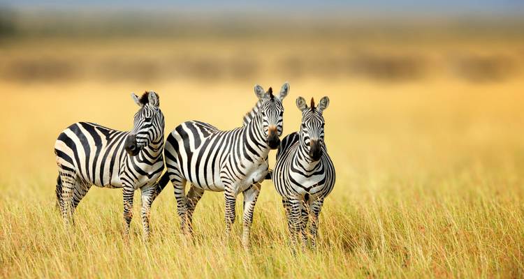 Three zebras standing in tall grass on the savannah.