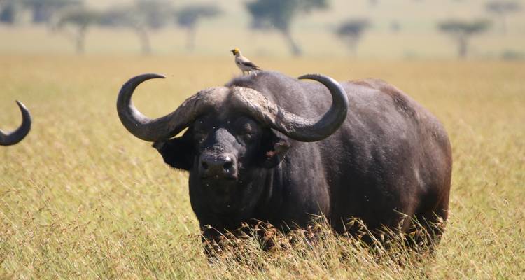 African buffalo with a bird on its back in a grassy savannah.