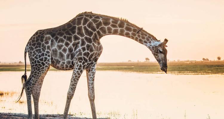 Giraffe bending down near water at sunset.