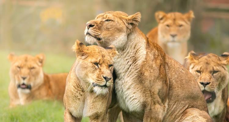 Lioness and cubs resting together in the grass.