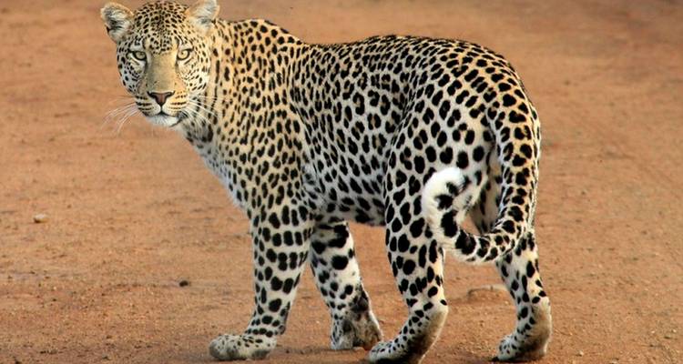 Leopard standing on a dirt path in a savannah.