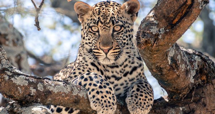 Leopard resting on a tree branch staring directly at the camera.