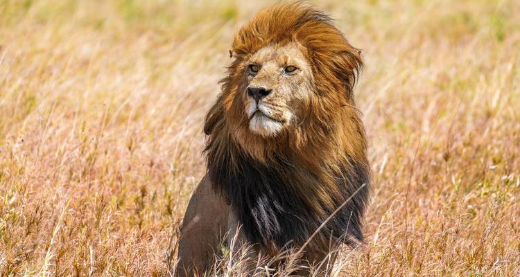 Lion sitting in tall grass looking away.