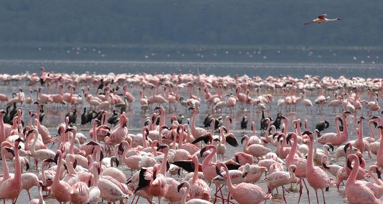 Flock of flamingos in a water body with hills in the background.