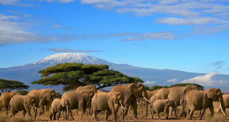 Herd of elephants walking through the savanna with Mount Kilimanjaro in the background.
