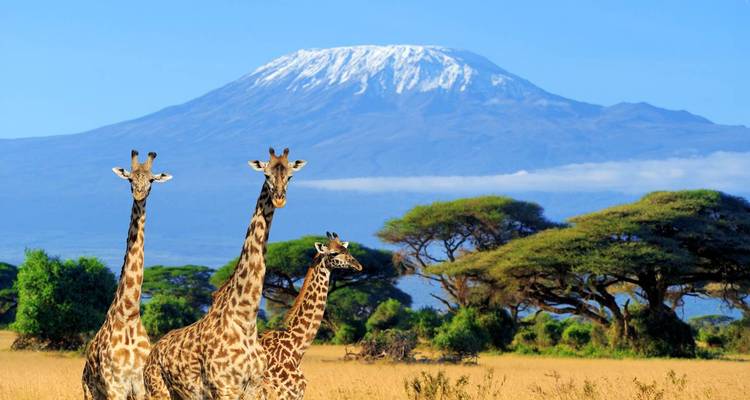 Giraffes walking through the savanna with Mount Kilimanjaro in the background.