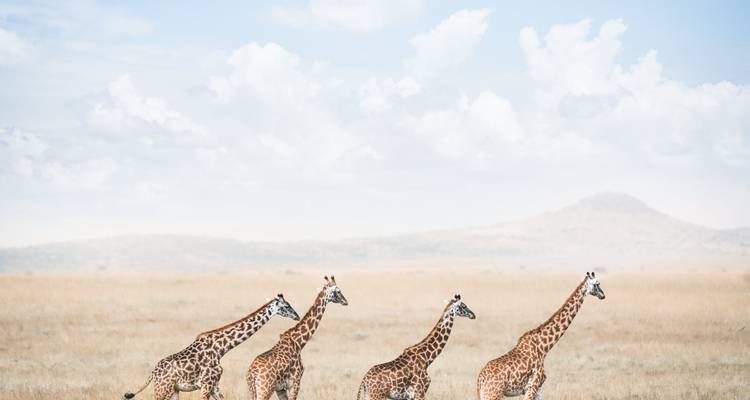 Four giraffes walking through savanna grassland.