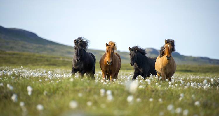 Cuatro caballos islandeses corriendo por un campo.