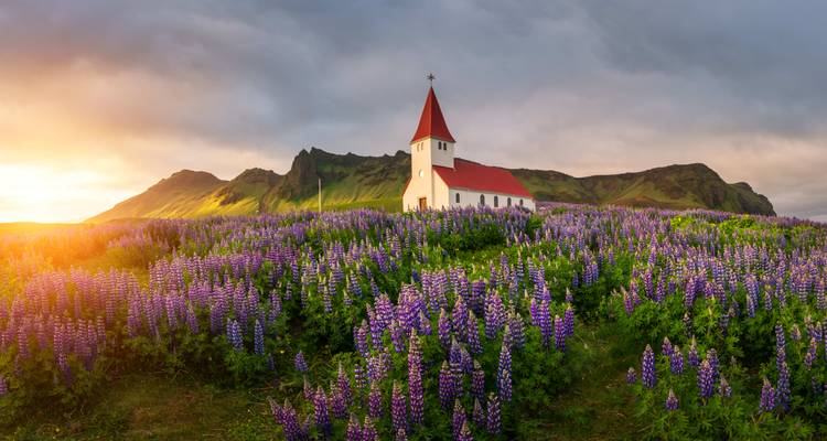 Una iglesia en un campo de flores moradas con montañas al fondo.