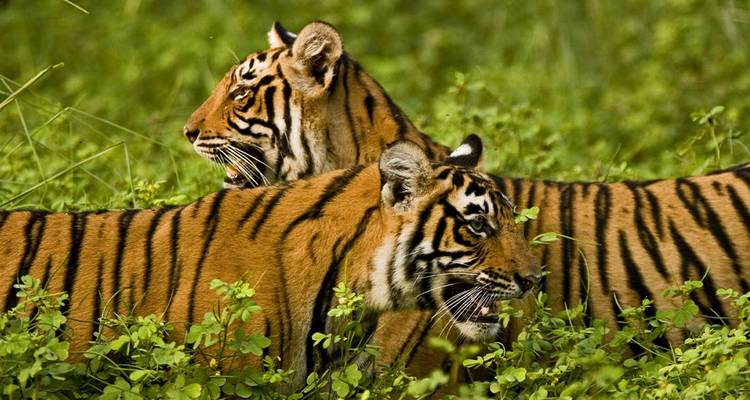 Two tigers walking through a lush, green environment.
