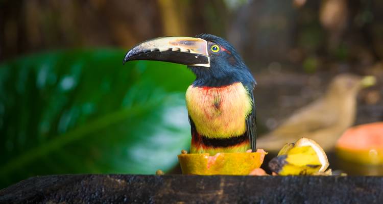 Toucan coloré assis sur un fruit