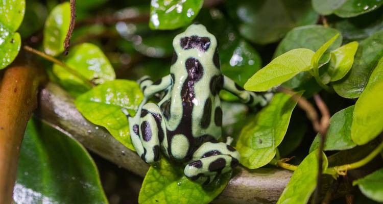 Gros plan d'une grenouille à fléchettes empoisonnées se reposant parmi des feuilles vertes.