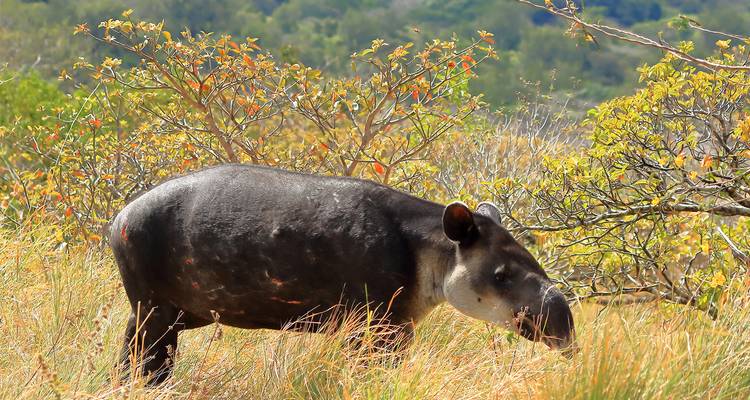 Un tapir broutant dans un champ herbeux et sec.