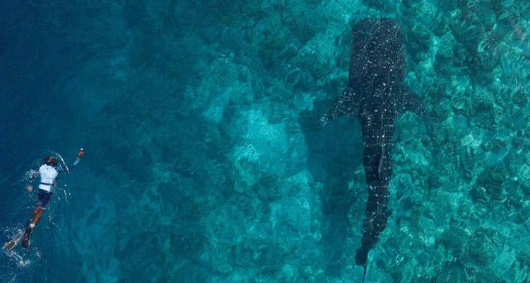 Luchtfoto van een snorkelaar naast een gigantische walvishaai boven een helder rif