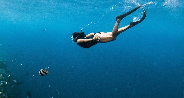 Underwater scene with a snorkeler near a colorful fish.