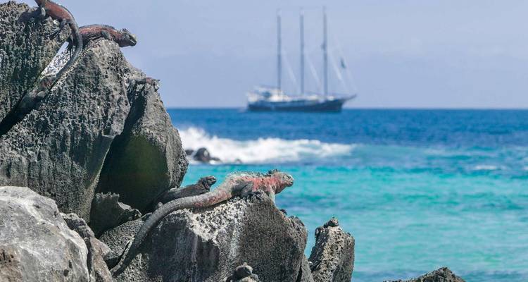 Marine iguanas on rocks by the ocean with a ship in the background.