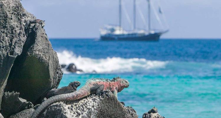 Iguanas marinas tomando el sol sobre roca volcánica con aguas turquesas de Galápagos y un velero en el fondo.