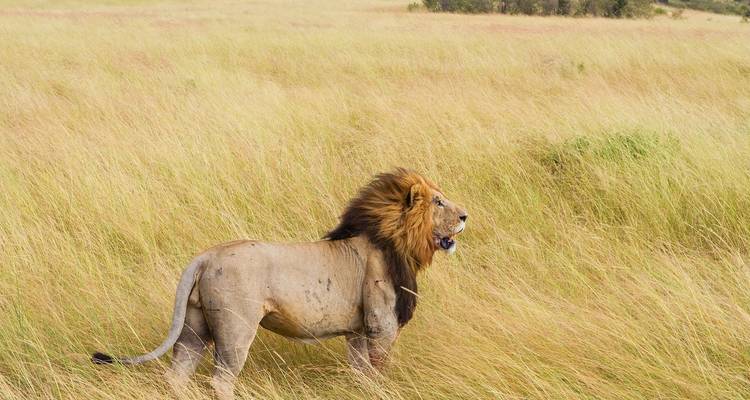 Leeuw staand in hoog gras, kijkend in de verte.