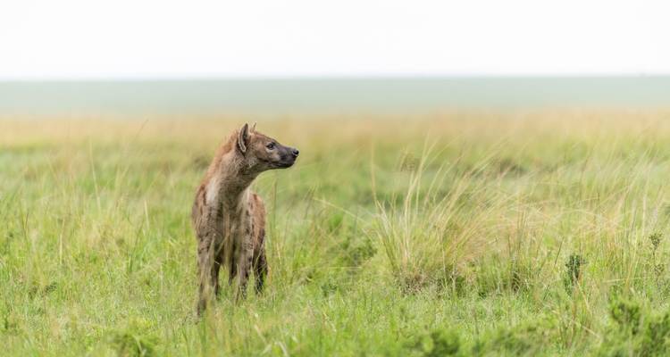 Een eenzame hyena die in het grasland staat en alert kijkt.