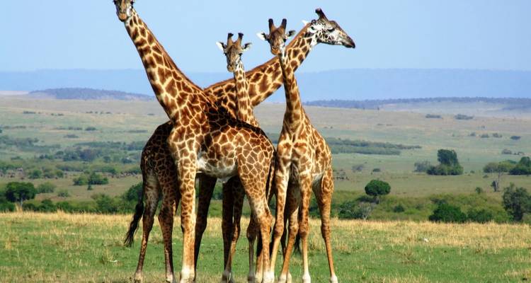 Groep giraffen die samen staan op een uitgestrekte savanne.