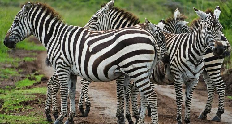 Een groep zebra's die op een zandpad staat in een grasachtige vlakte.