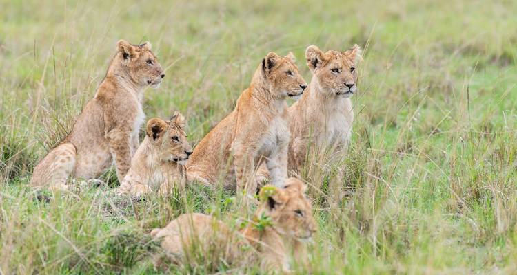 Leeuwenwelpjes rustend in de graslanden, nieuwsgierig vooruit kijkend.