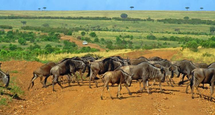 Gnoes die een zandweg oversteken in de savanne, omgeven door grasvelden.