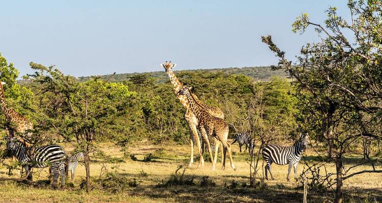 Giraffen en zebra's grazend in een bebost deel van de savanne.