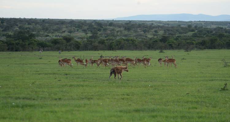 Hyena die een groep herten observeert in de verte van een groene vlakte.