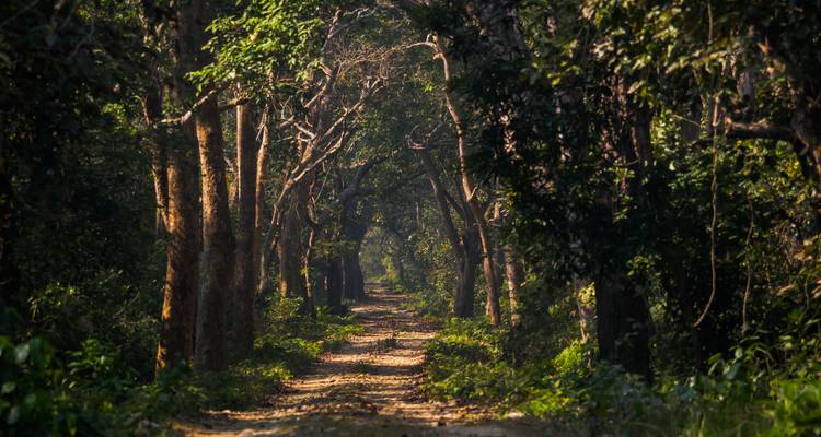 Bospad omlijst door overhangende bomen onder zonlicht.