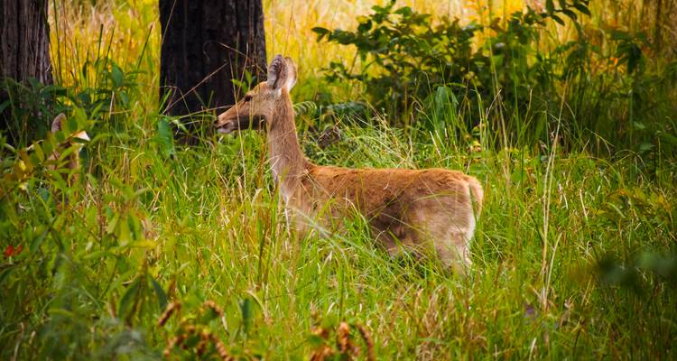 Hert staand in hoog gras in een bosomgeving.