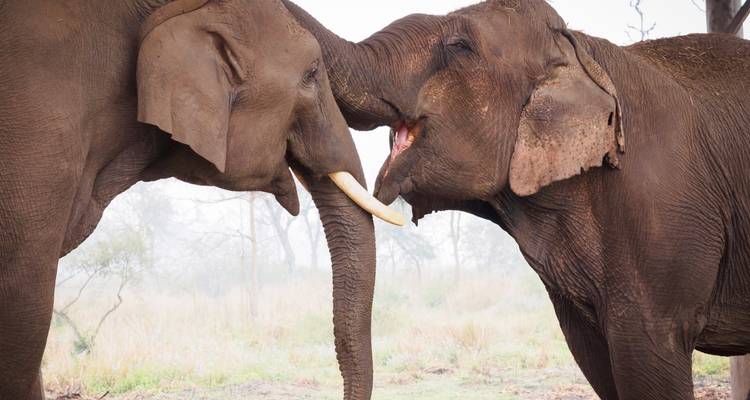 Twee olifanten die speels met elkaar omgaan in een park.