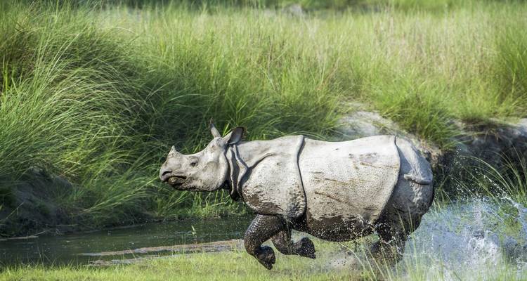 Neushoorn spettert door water in een grasrijk landschap.