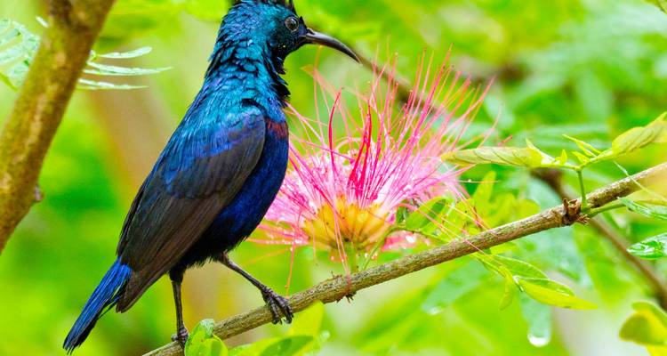Een levendige vogel zittend op een tak met een roze bloem.