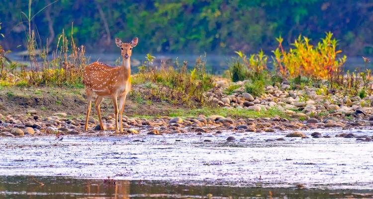 Hert staand bij een rivier met een serene achtergrond.