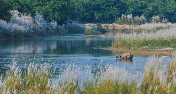 Neushoorn lopend in een rivier omringd door hoog gras.