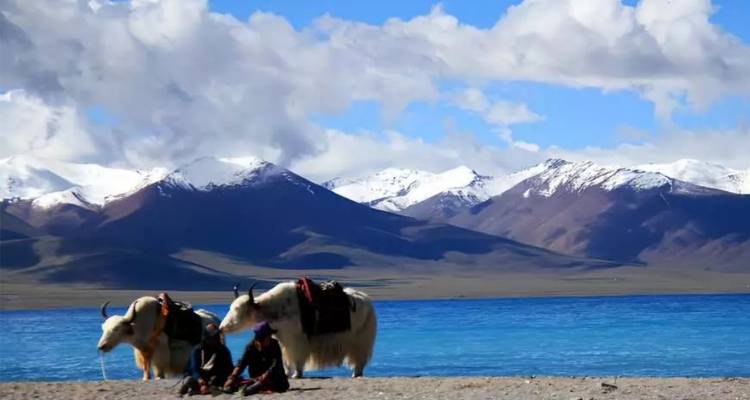 Two yaks and people by a lake with snowy mountains in the distance.