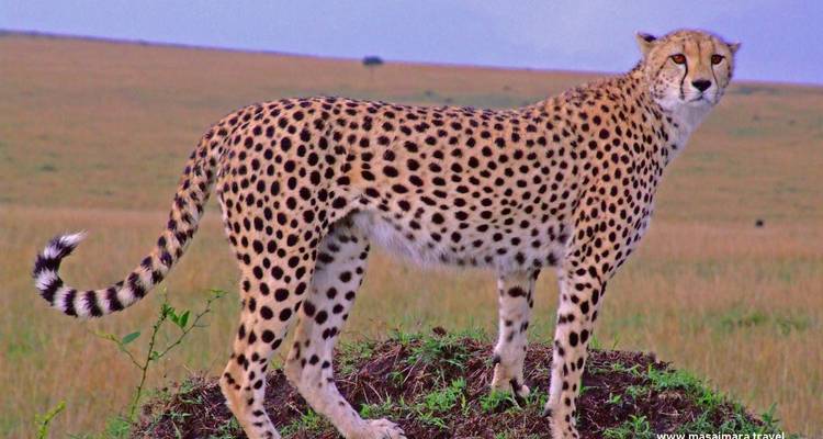 A cheetah standing on a mound in a savanna landscape.