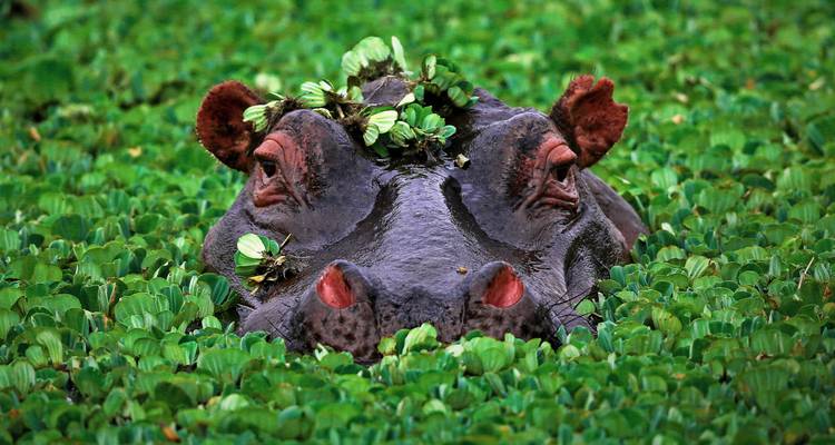 A hippo submerged in water with plants on its head.