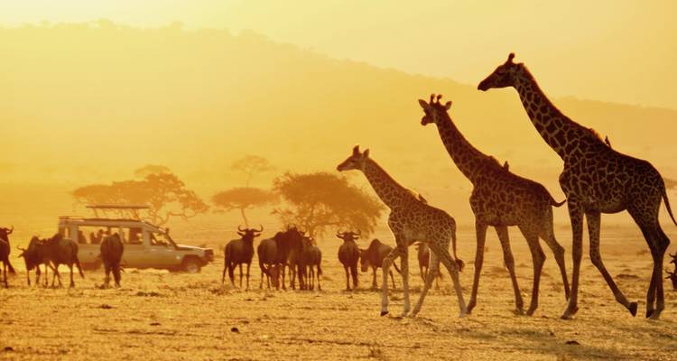 People on a safari vehicle watching giraffes at sunset.