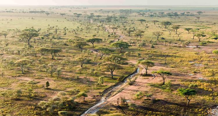 Vista aérea de un vasto paisaje de sabana con árboles dispersos y un camino de tierra.