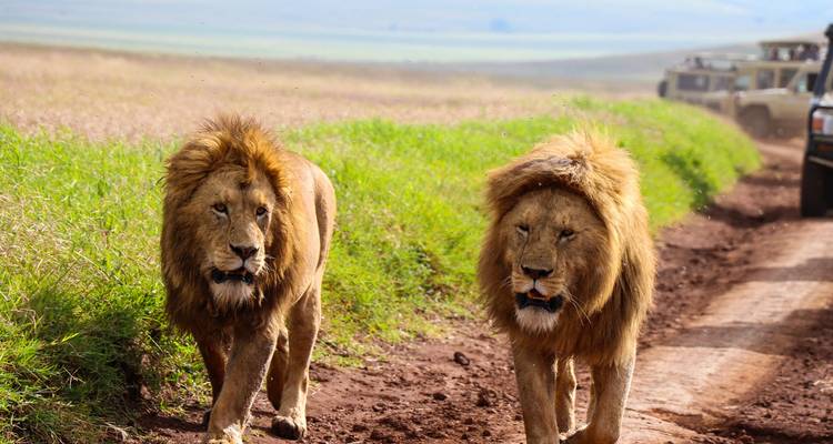 Two lions walking on a dirt road in the savannah with safari vehicles in the background.