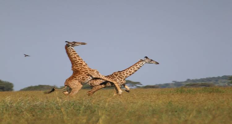 Two giraffes in an open field with birds flying nearby.