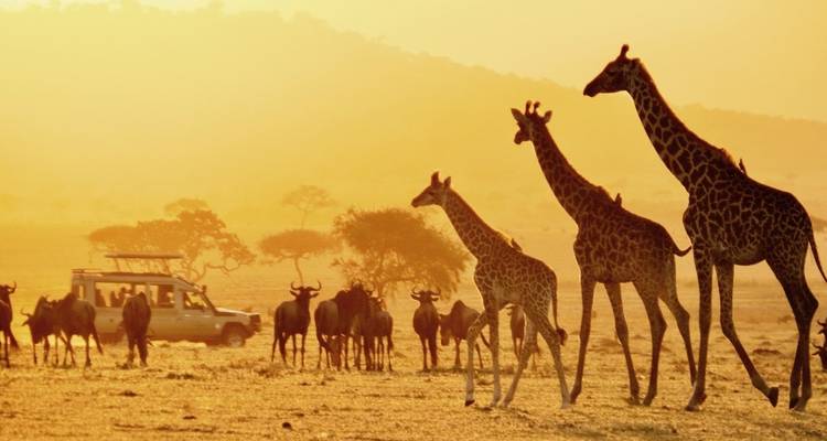 Giraffes and wildebeest with a safari vehicle at sunset.