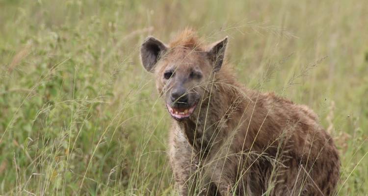 A hyena standing in grassy surroundings.