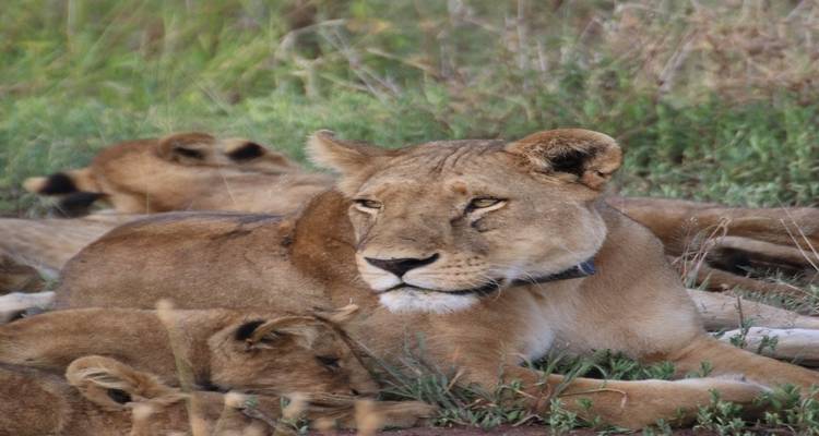 A lioness with cubs resting in the grass.