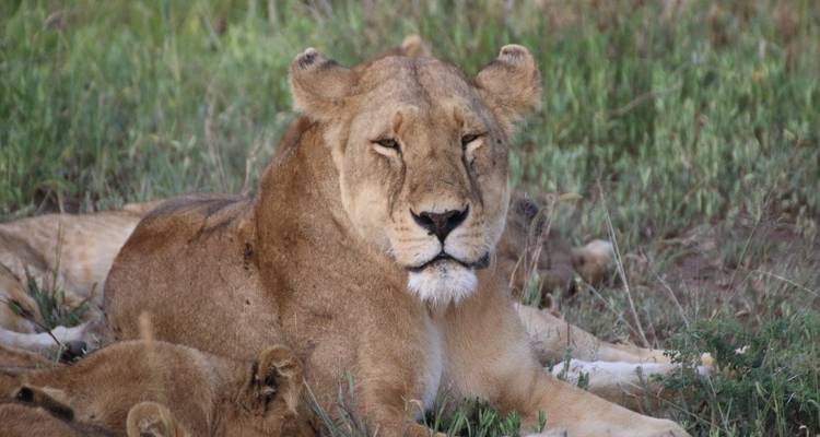 A lioness lying in the grass.