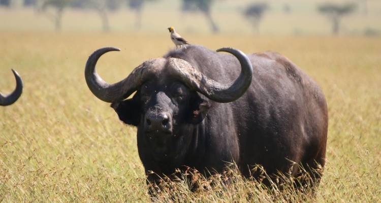 A buffalo with a bird on its back in a grassy field.