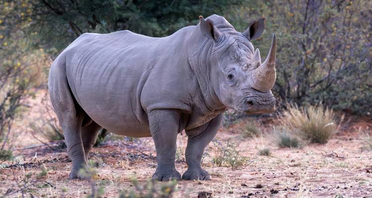 A rhino standing on dry ground with bushes in the background.